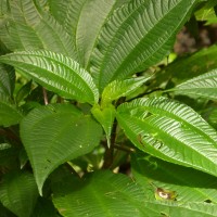 Pilea melastomoides (Poir.) Wedd.